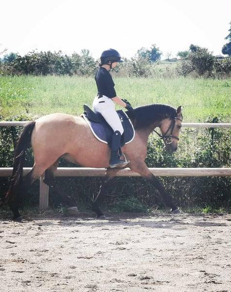 Yegua AES Anglo European Studbook En venta 2018 Isabelo