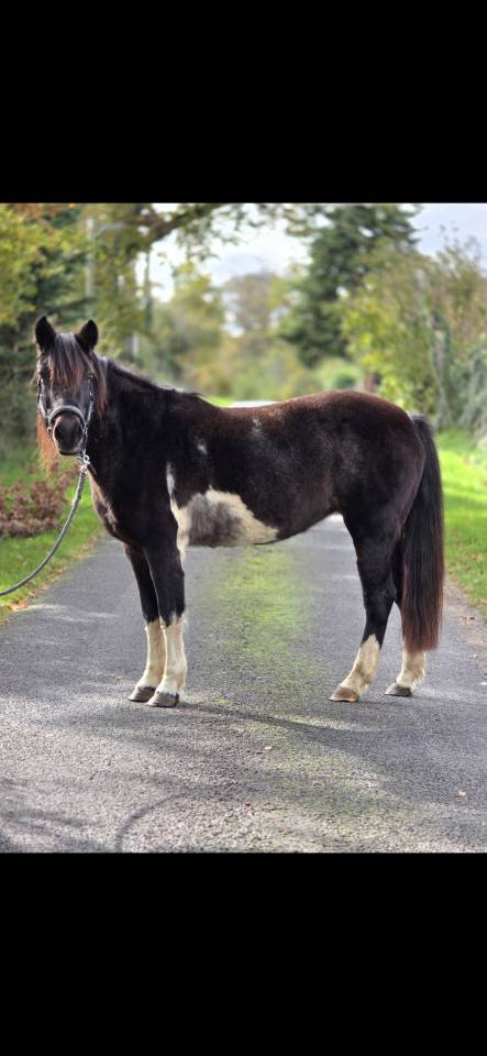 Yegua Connemara En venta 2006 Pío