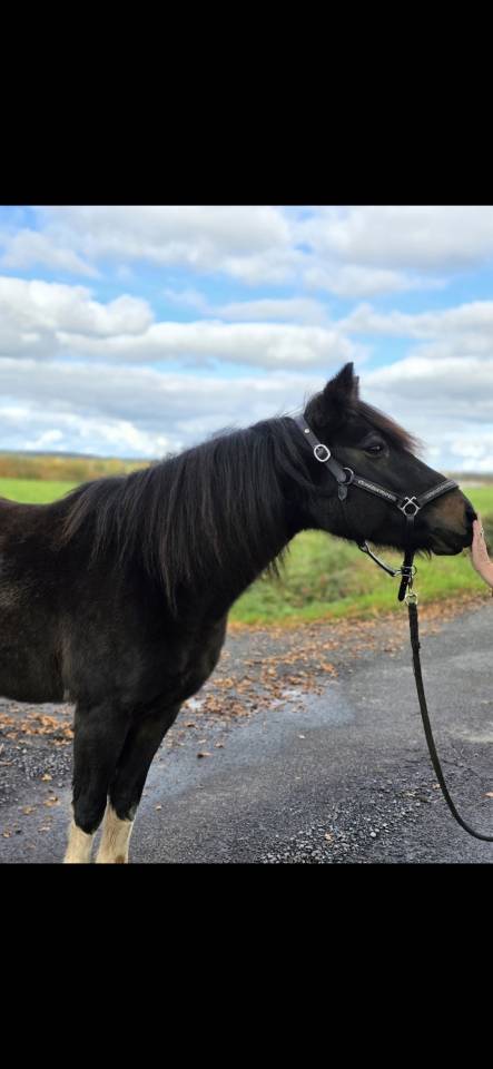Yegua Connemara En venta 2006 Pío
