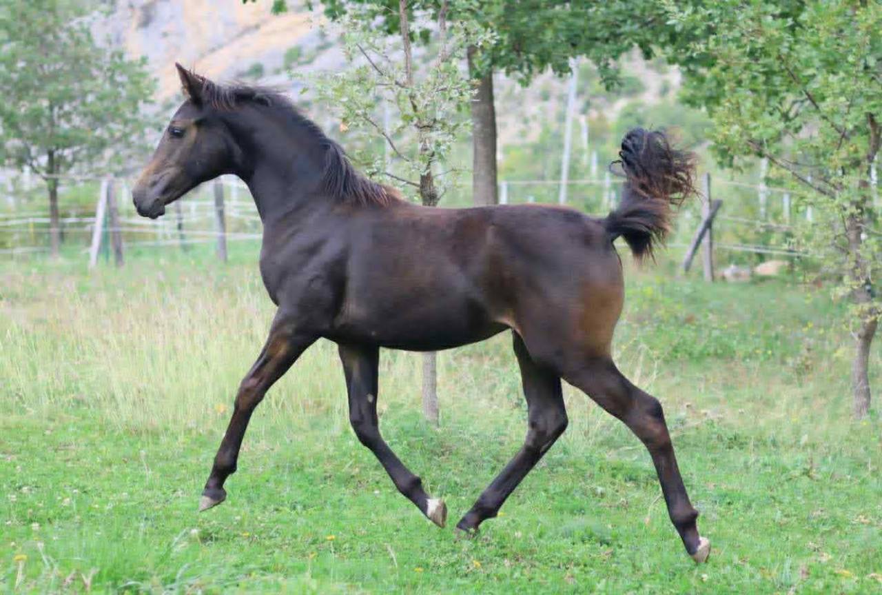 Potranca Silla Francés En venta 2025 Bayo