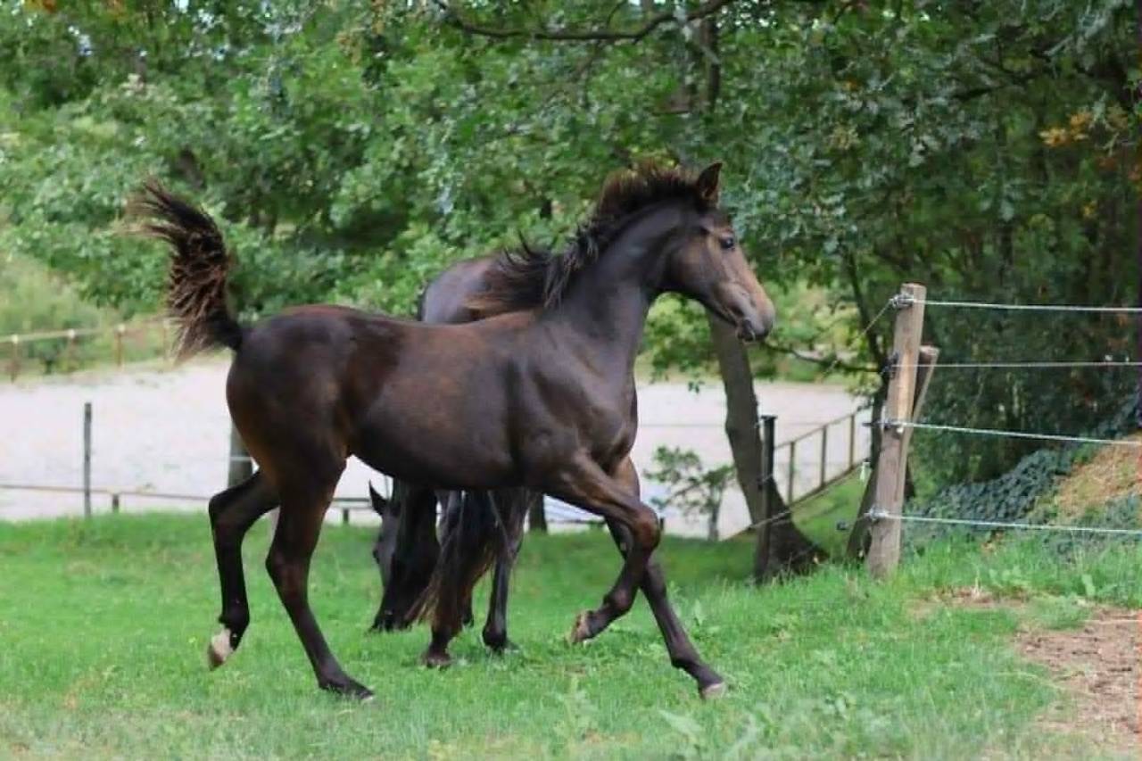 Potranca Silla Francés En venta 2025 Bayo