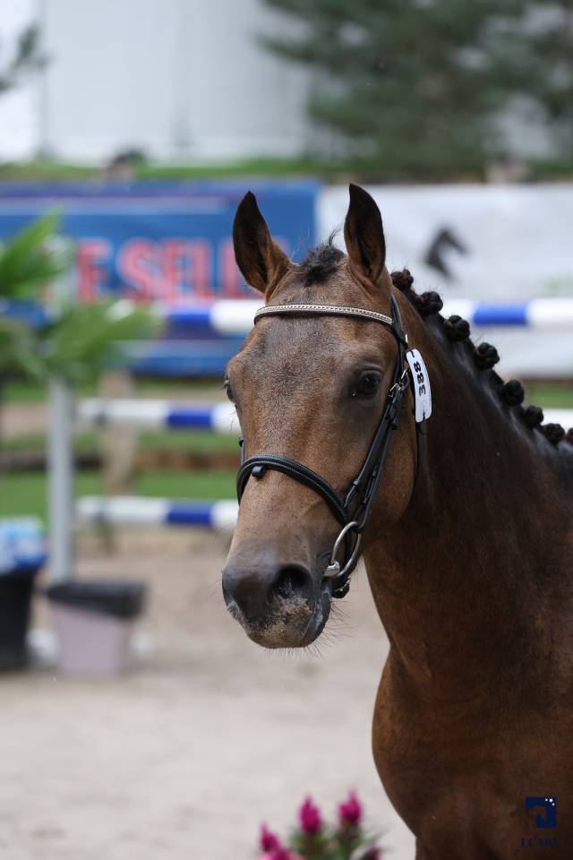 L'ancelot du ménage  - New Forest 2021 por SILVERLEA SIMPLY RED