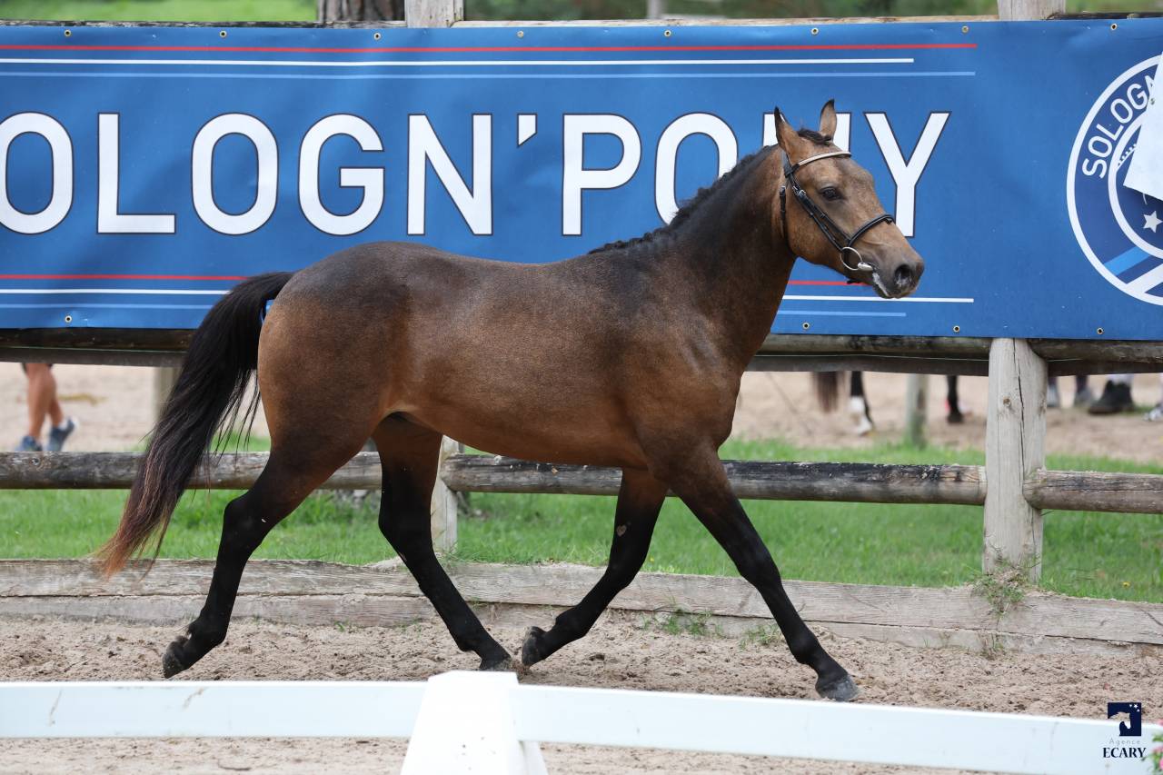 L'ancelot du ménage  - New Forest 2021 por SILVERLEA SIMPLY RED