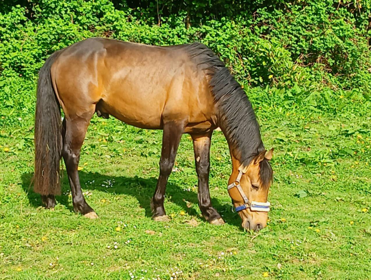 L'ancelot du ménage  - New Forest 2021 por SILVERLEA SIMPLY RED
