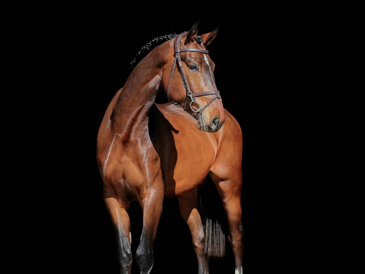 Caballo castrado Zangersheide En venta 2021 Bayo por IMAGINATION VAN ‘T WINKENSHOF Z