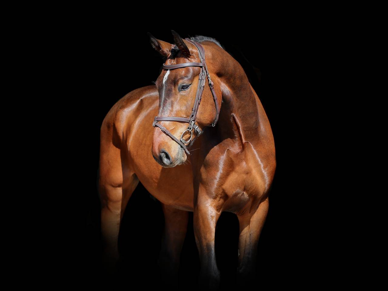 Caballo castrado Zangersheide En venta 2021 Bayo por IMAGINATION VAN ‘T WINKENSHOF Z