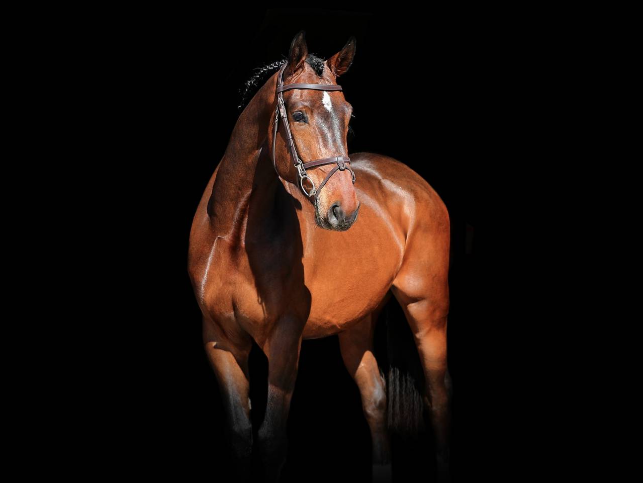 Caballo castrado Zangersheide En venta 2021 Bayo por IMAGINATION VAN ‘T WINKENSHOF Z