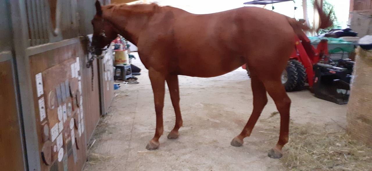 Yegua Silla Francés En venta 2016 Alazán por CHACCO ROUGE