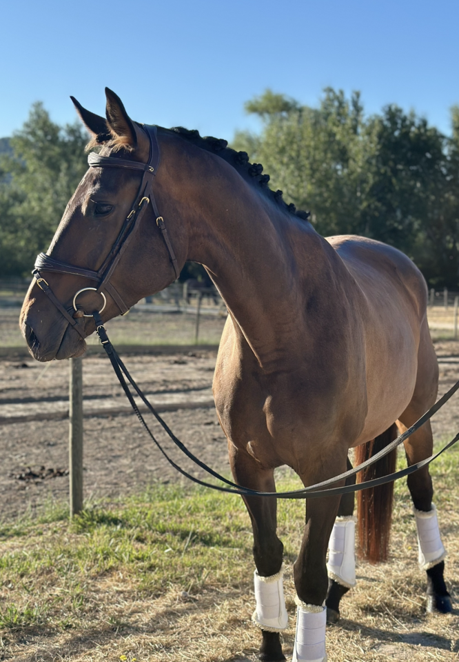 Yegua Oldenburgués En venta 2021 Bayo moreno por Fornsbracher