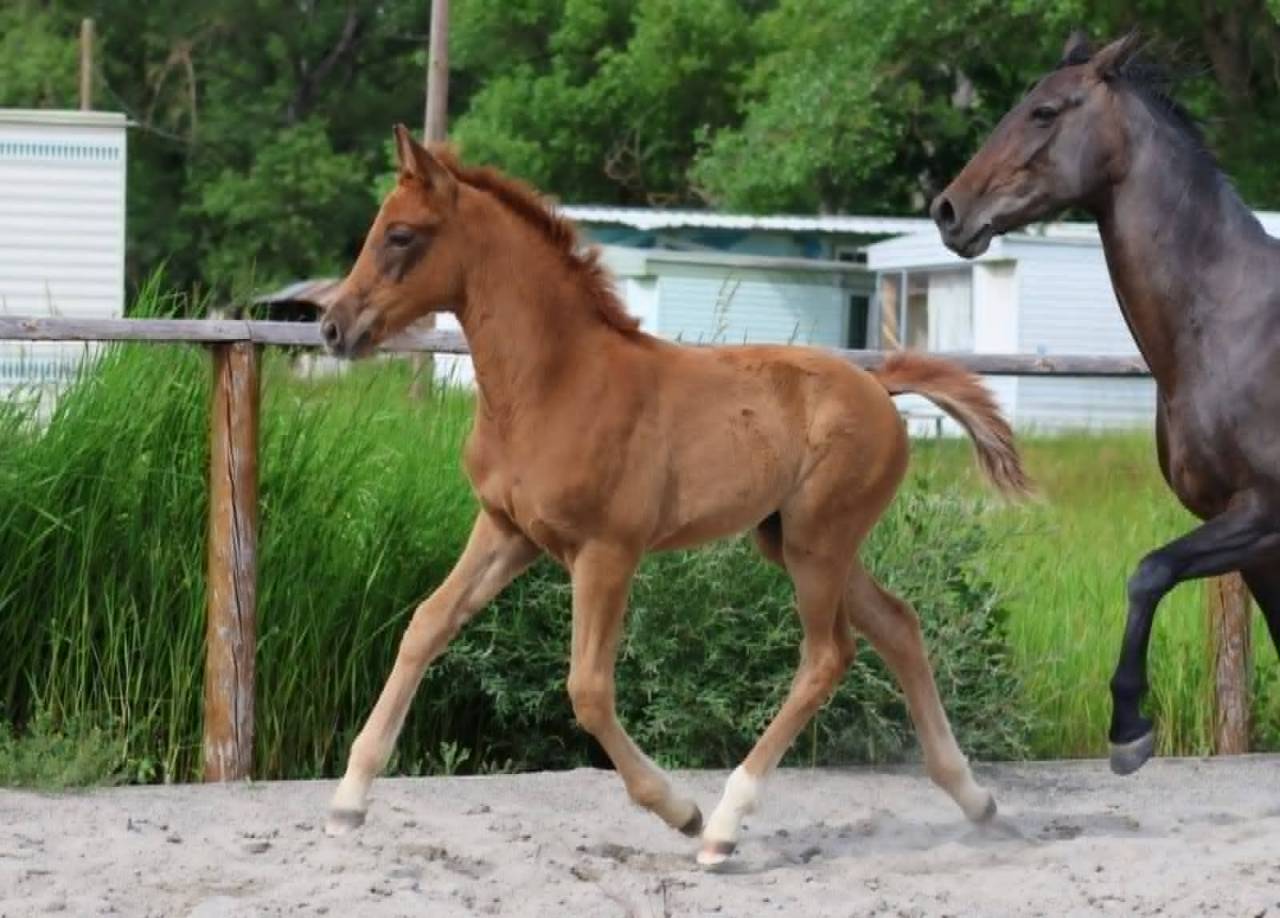 Potranca Hannoveriano En venta 2025 Alazán