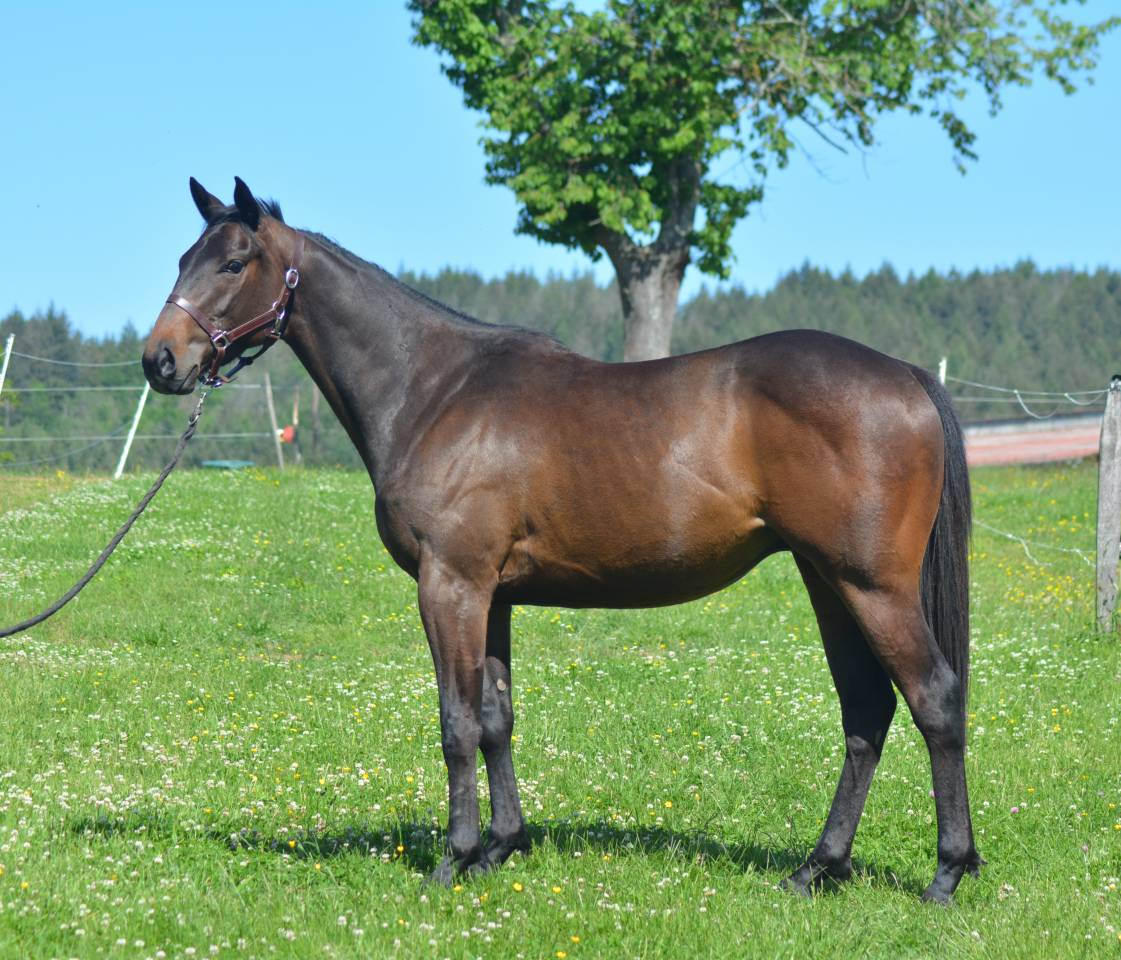 Caballo castrado Pura Sangre Inglés En venta 2022 Bayo moreno