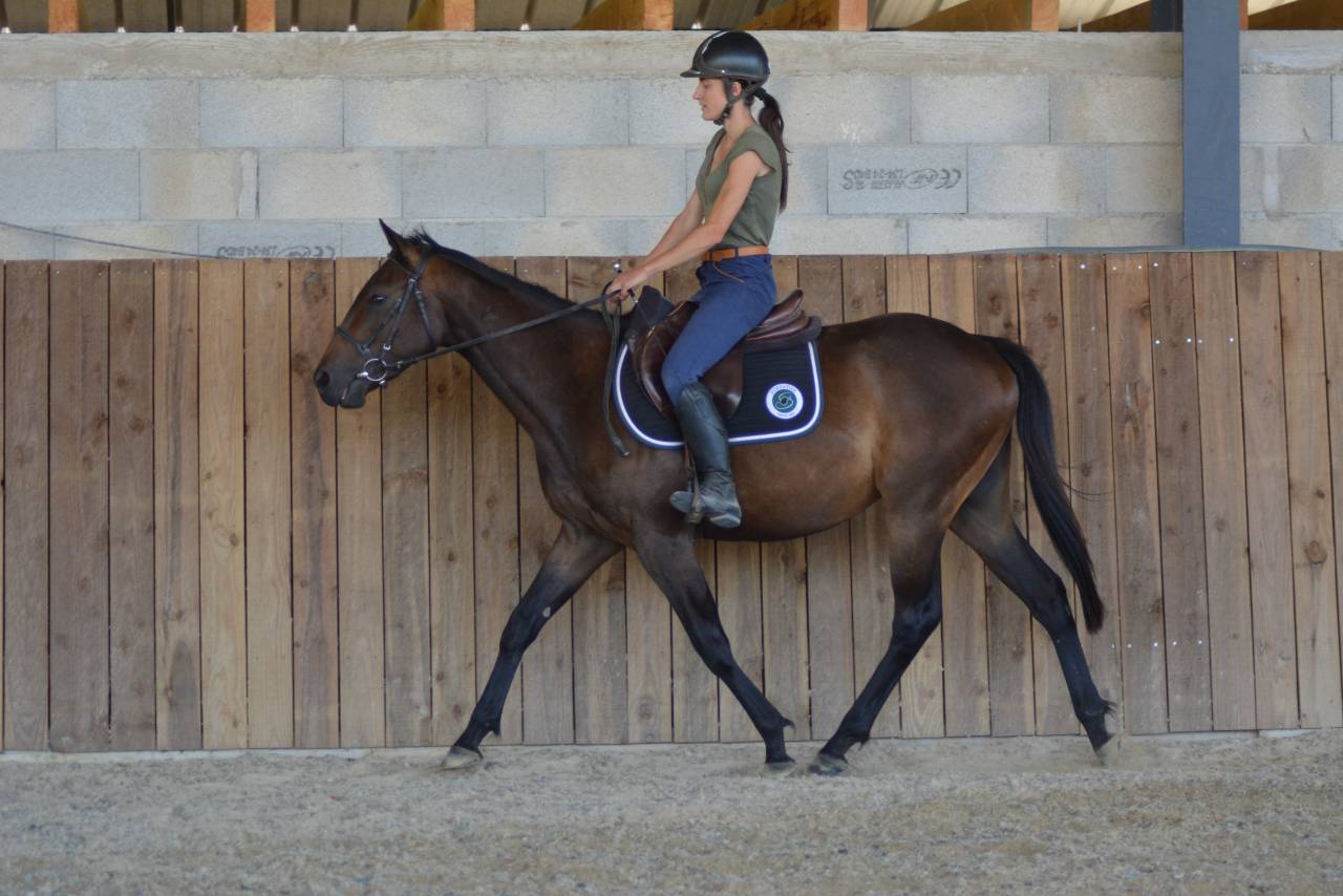 Caballo castrado Pura Sangre Inglés En venta 2022 Bayo moreno