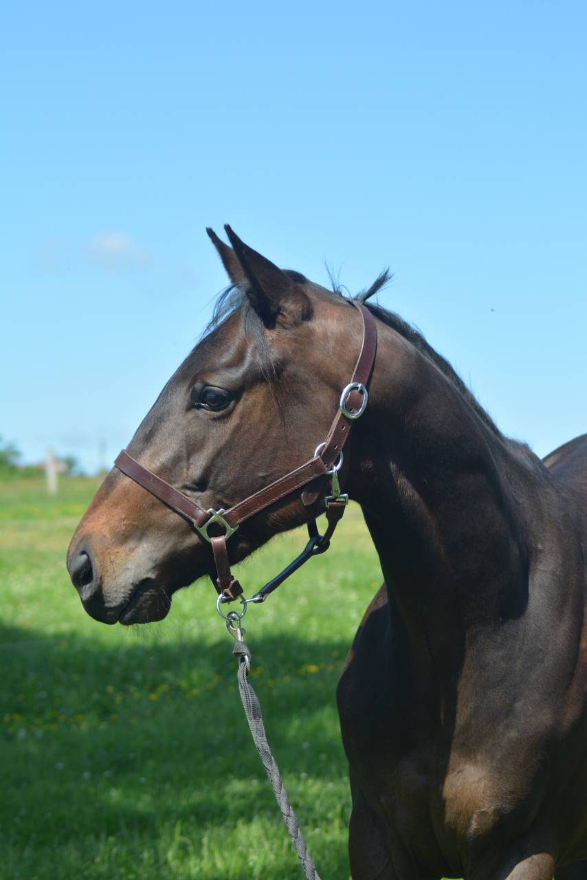 Caballo castrado Pura Sangre Inglés En venta 2022 Bayo moreno