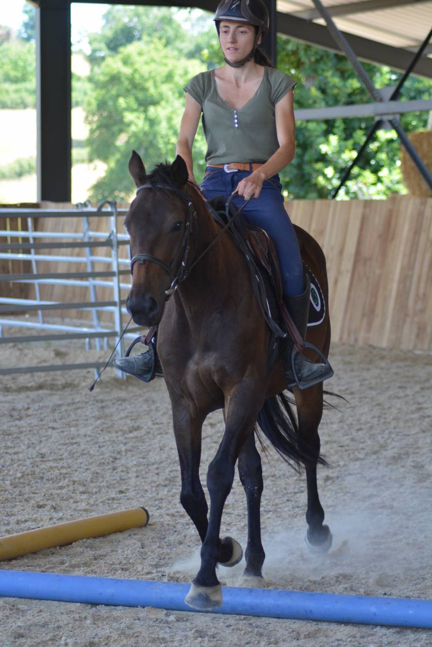 Caballo castrado Pura Sangre Inglés En venta 2022 Bayo moreno