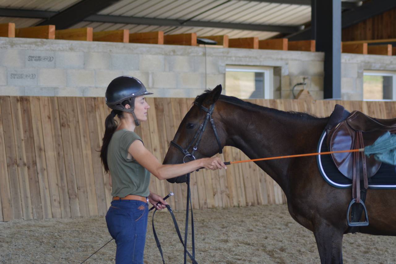 Caballo castrado Pura Sangre Inglés En venta 2022 Bayo moreno