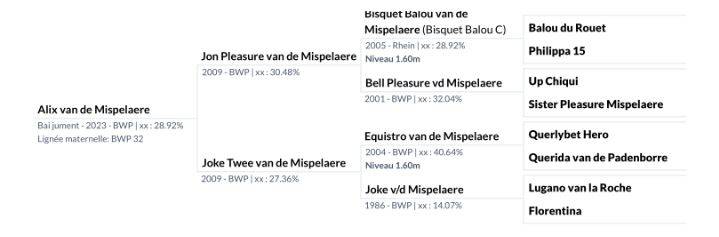 Yegua BWP Caballo de Sangre Belga En venta 2023 Bayo por JON PLEASURE VAN DE MISPELAERE