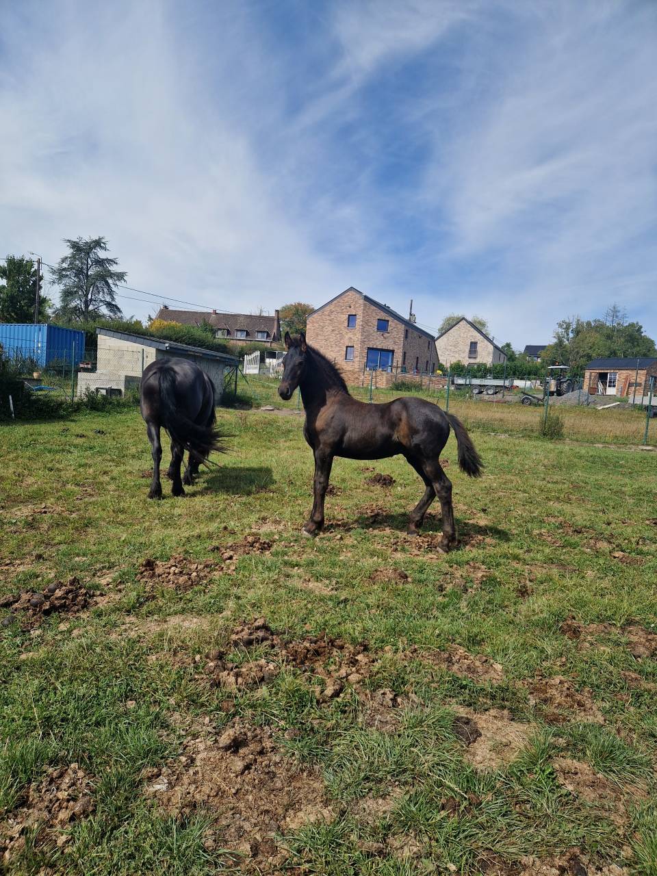 Potro Frisón En venta 2024 Negro