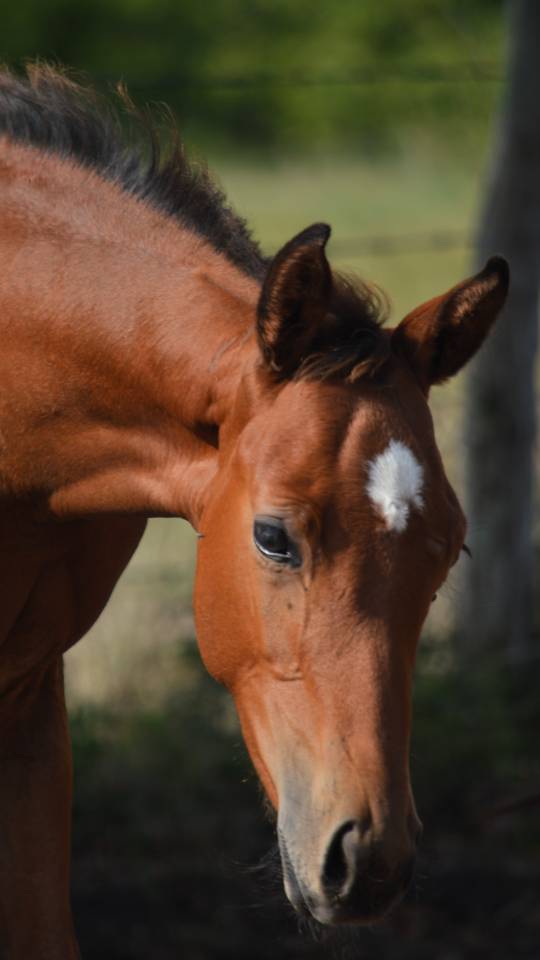 Potro Silla Francés En venta 2025 Bayo por check in