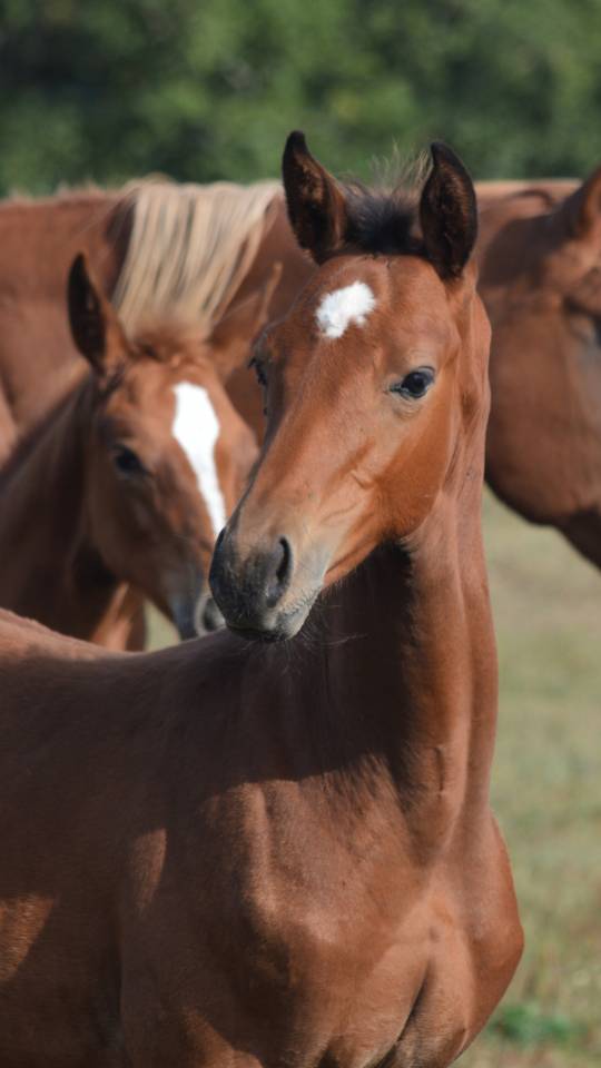 Potro Silla Francés En venta 2025 Bayo por check in