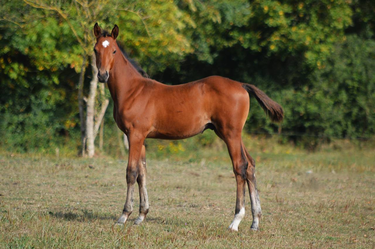 Potro Silla Francés En venta 2025 Bayo por check in