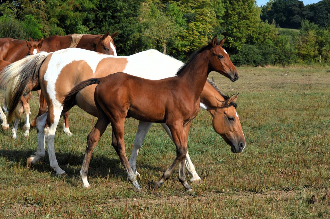 Potro Silla Francés En venta 2025 Bayo por check in