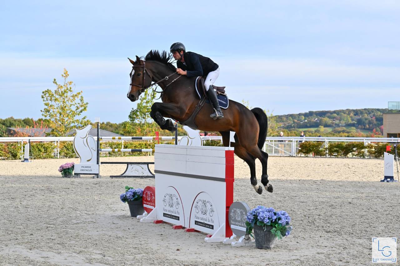 Potro Silla Francés En venta 2025 Bayo por check in