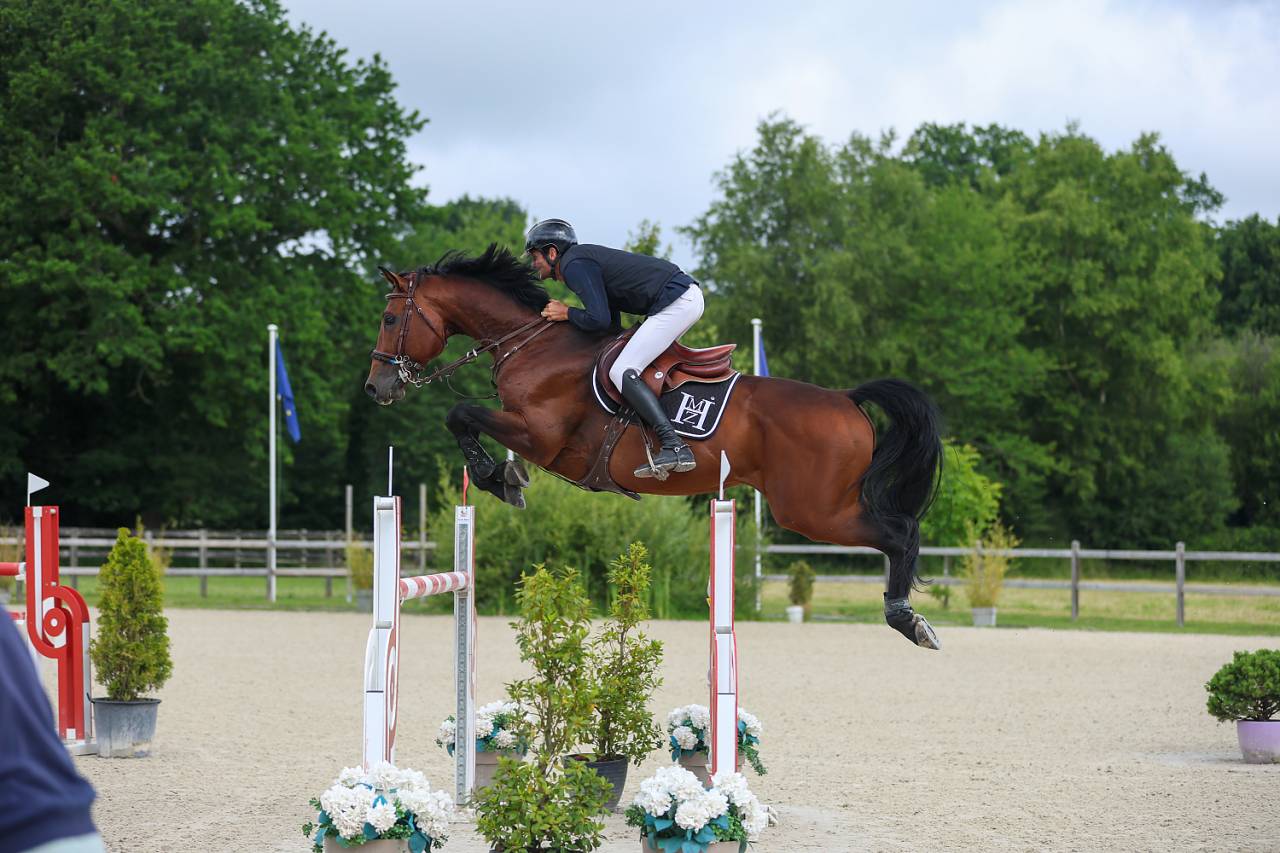 Potro Silla Francés En venta 2025 Bayo por check in