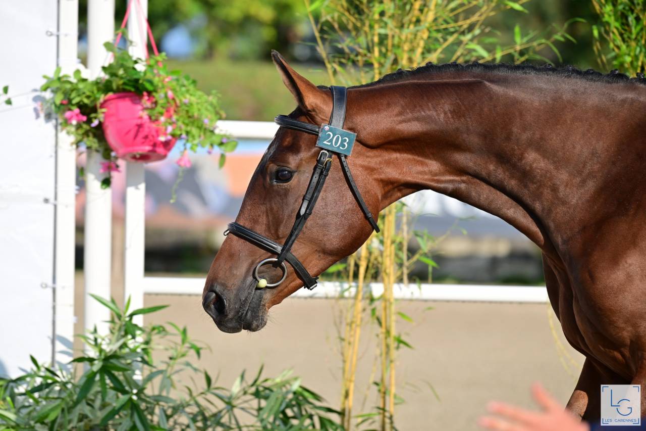 Potro Silla Francés En venta 2025 Bayo por check in