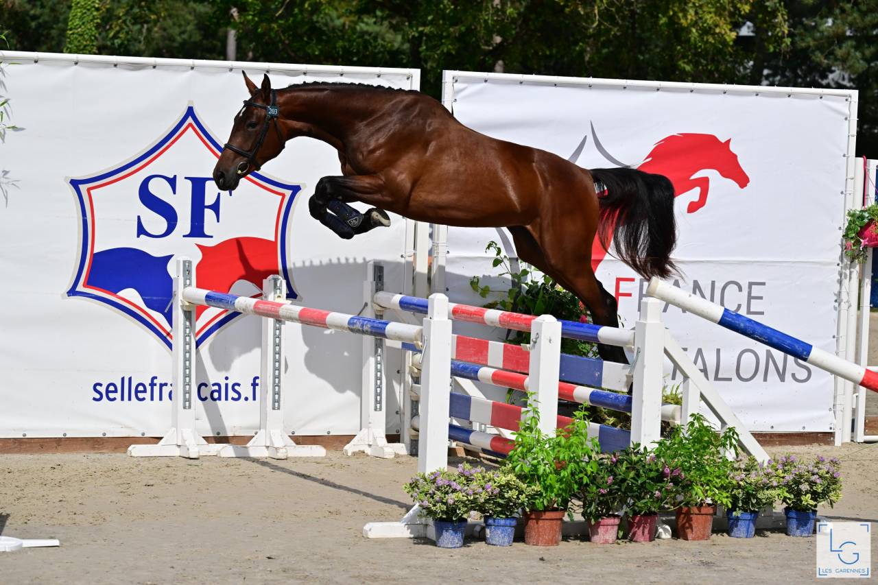 Potro Silla Francés En venta 2025 Bayo por check in