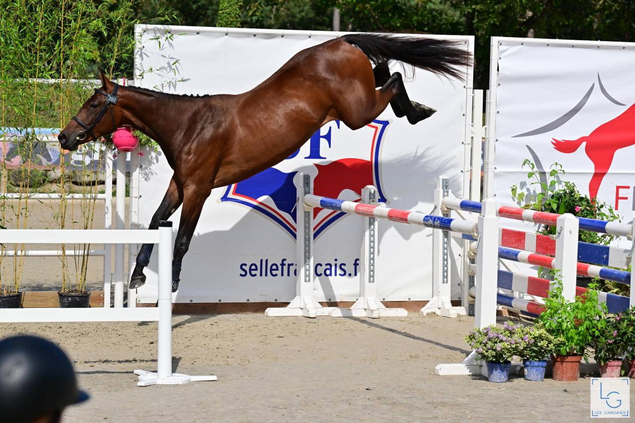 Potro Silla Francés En venta 2025 Bayo por check in