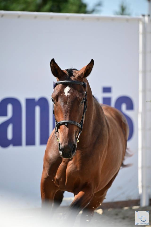 Potro Silla Francés En venta 2025 Bayo por check in