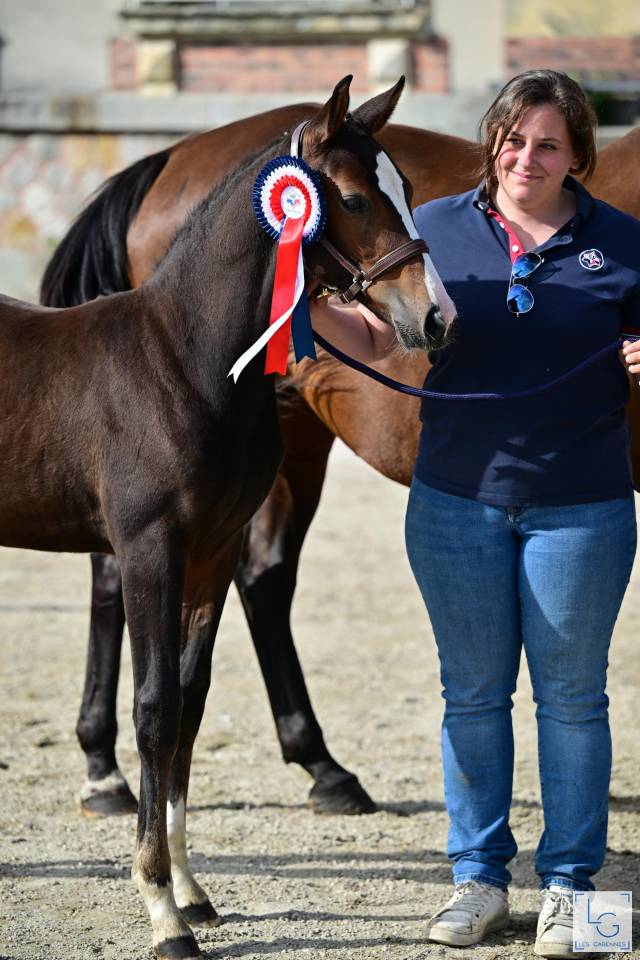 Potro Silla Francés En venta 2025 Bayo por check in