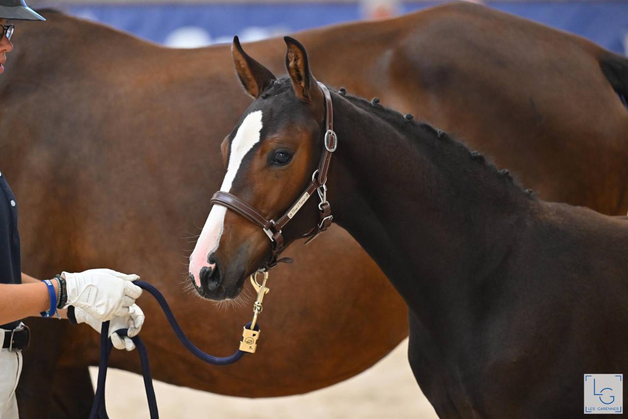 Potro Silla Francés En venta 2025 Bayo por check in