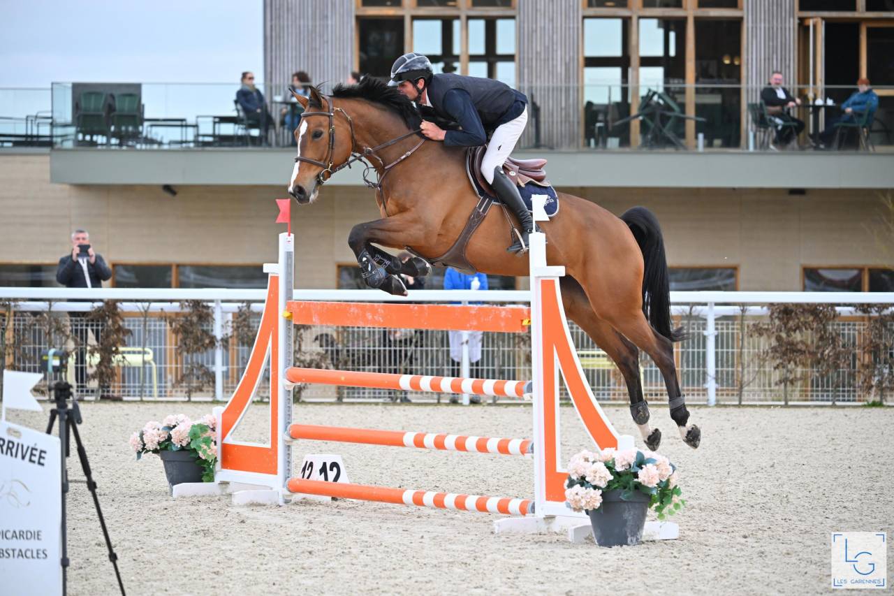 Potro Silla Francés En venta 2025 Bayo por check in