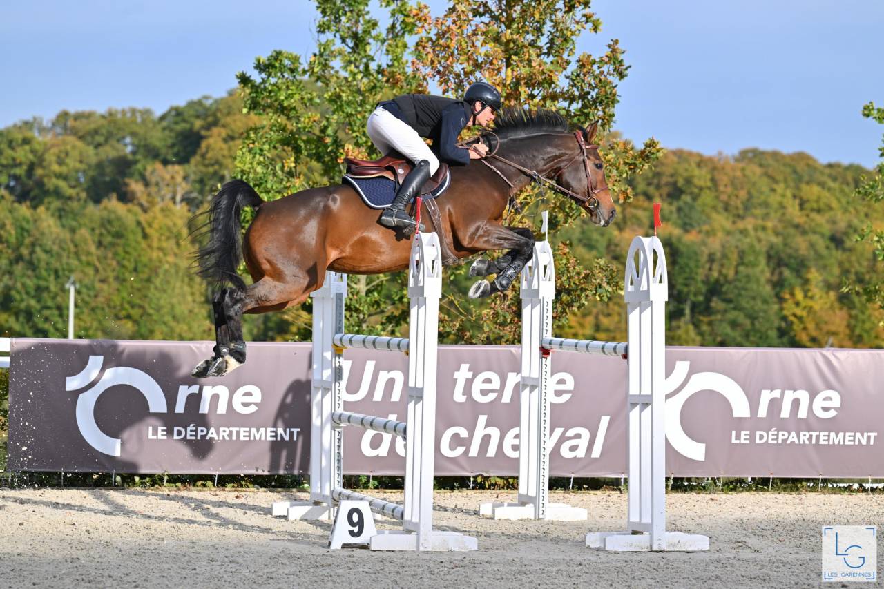 Potro Silla Francés En venta 2025 Bayo por check in