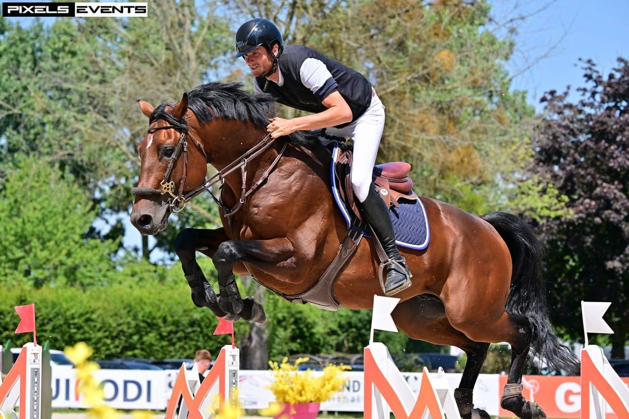 Potro Silla Francés En venta 2025 Bayo por check in