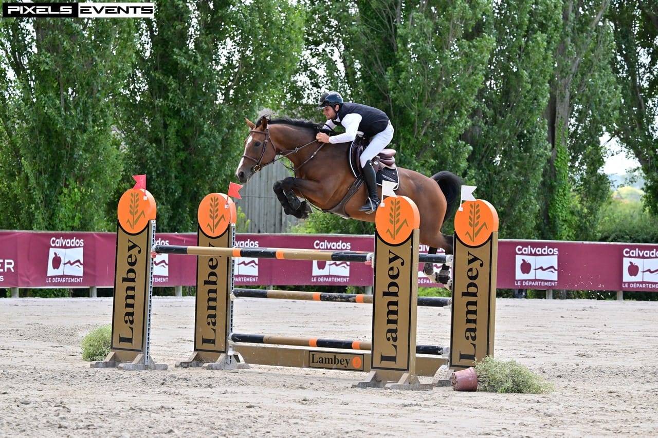 Potro Silla Francés En venta 2025 Bayo por check in