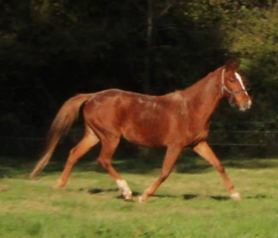 Yegua Silla Francés En venta 2020 Alazán