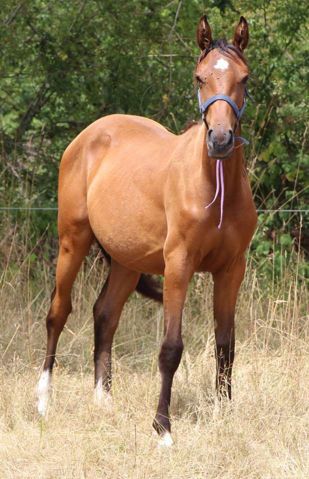 Potranca Silla Francés En venta 2024 Bayo