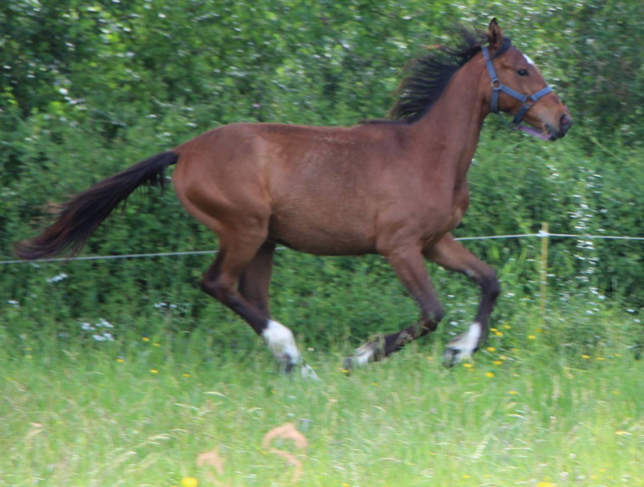 Potranca Silla Francés En venta 2024 Bayo