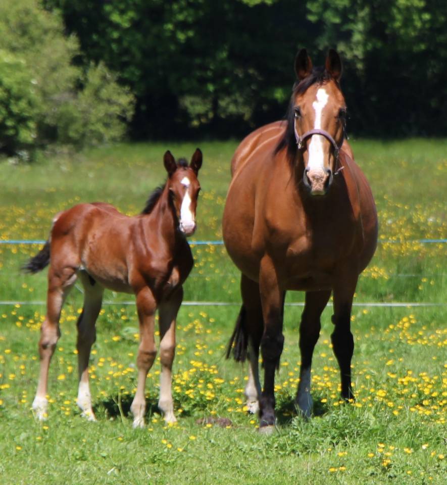 Potro Silla Francés En venta 2025 Bayo