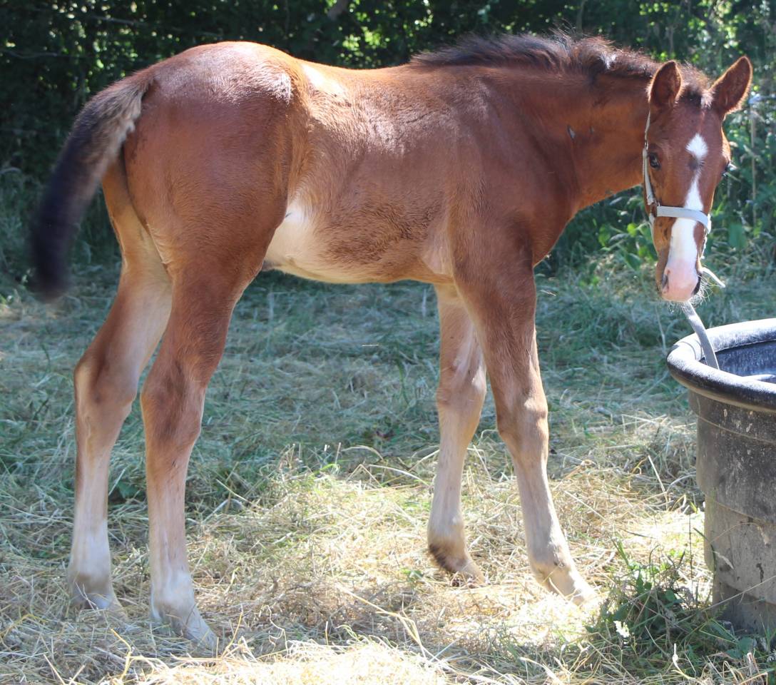 Potro Silla Francés En venta 2025 Bayo
