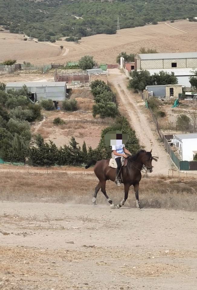 Venta de caballo hispano árabe al 56%