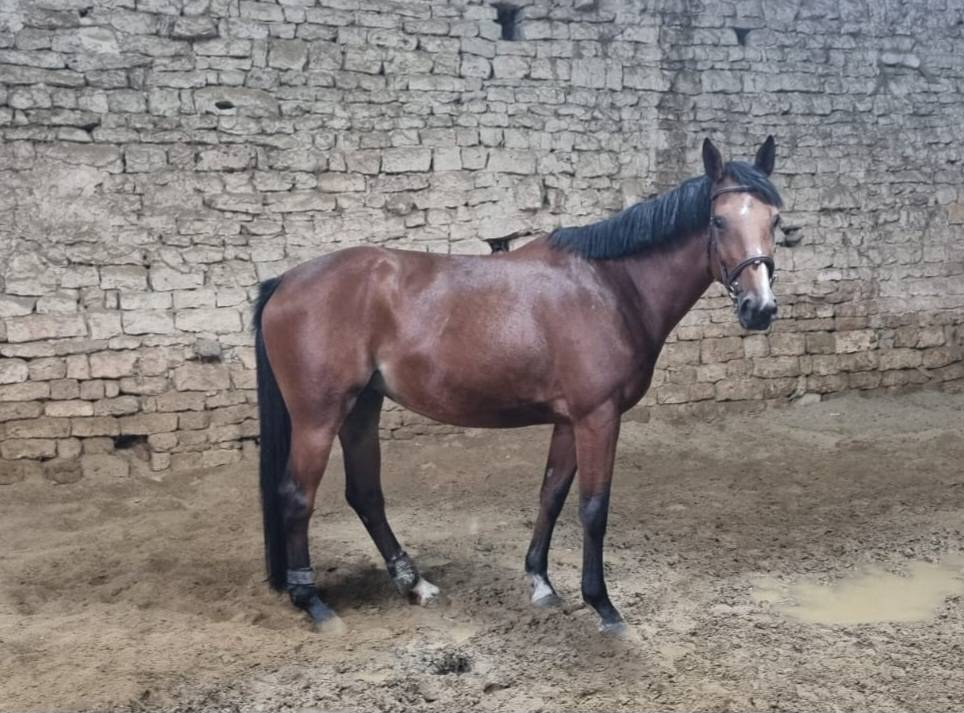 Yegua Silla Francés En venta 2020 Bayo por El diarado d'Euskadi