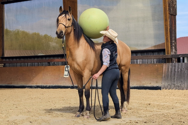 Caballo castrado PRE Pura Raza Española En venta 2021 Isabelo