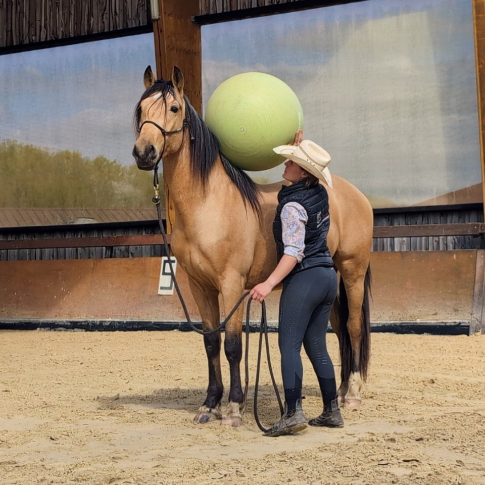 Caballo castrado PRE Pura Raza Española En venta 2021 Isabelo