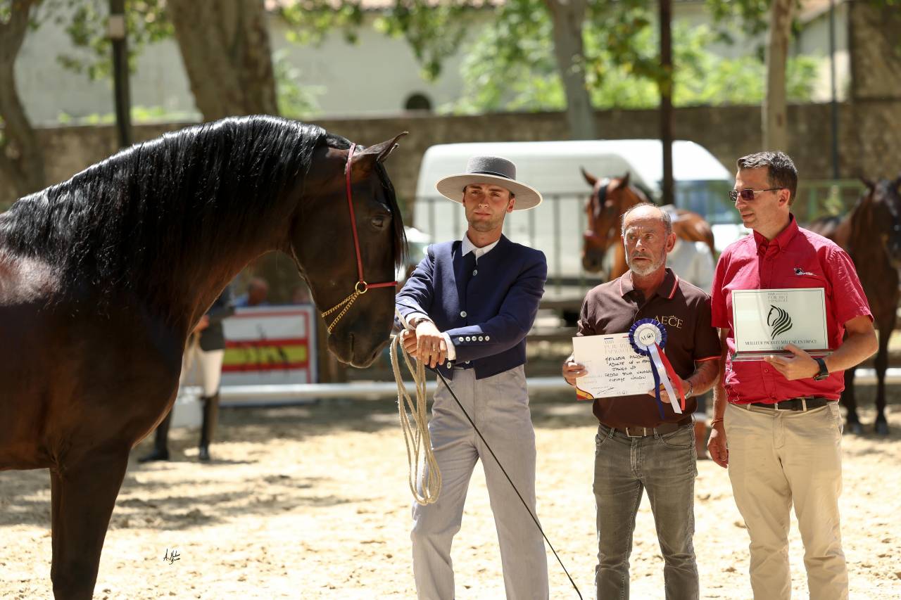 Jango NP - PRE Pura Raza Española 2019 por INTIMO SALVATELLA