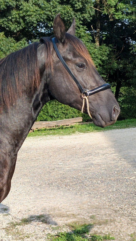 Caballo entero Quarter Horse En venta 2023 Negro