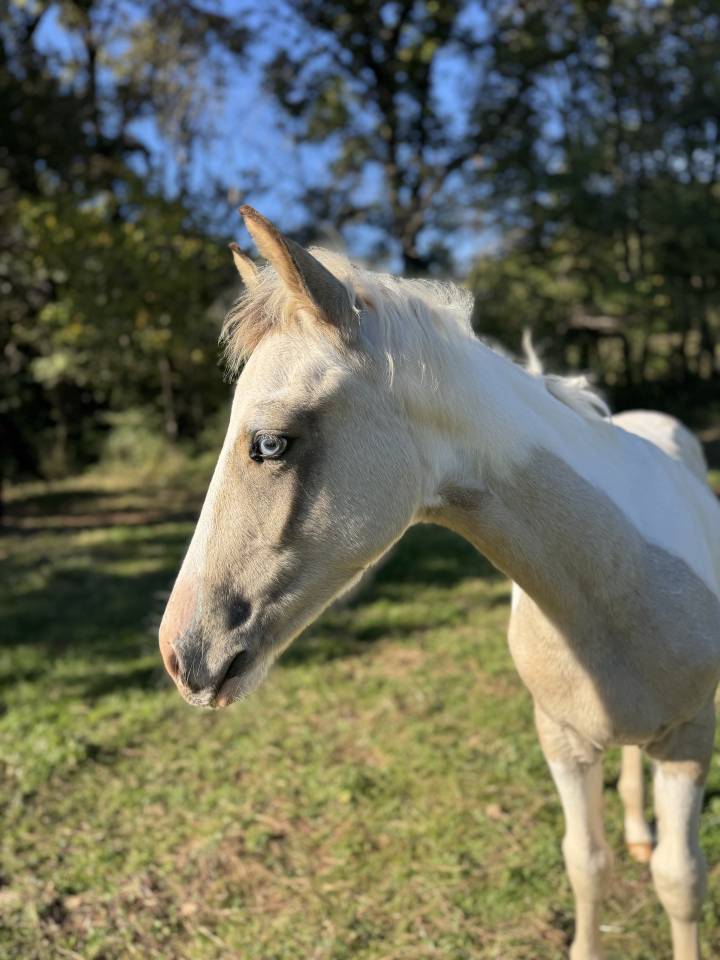 Potro PFS Poni Françés de Silla En venta 2025 Pío