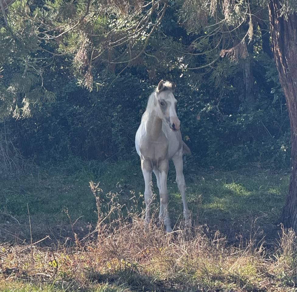 Potro PFS Poni Françés de Silla En venta 2025 Pío